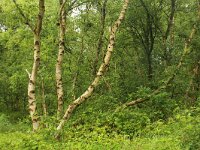 NL, Friesland, Schiermonnikoog 86, Saxifraga-Dirk Hilbers