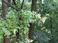 NL, Friesland, Schiermonnikoog 99, Saxifraga-Dirk Hilbers