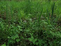 NL, Gelderland, Lochem, Stelkampsveld 7, Saxifraga-Hans Boll