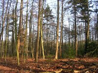 NL, Gelderland, Rheden, Middachten 13, Saxifraga-Henk Sierdsema