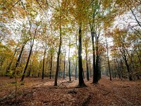 NL, Gelderland, Rheden, Veluwe 4, Saxifraga-Bart Vastenhouw.