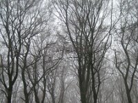 NL, Gelderland, Rozendaal, Imbosch 23, Saxifraga-Henk Sierdsema