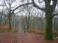 NL, Gelderland, Rozendaal, Imbosch 3, Saxifraga-Henk Sierdsema