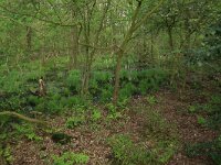 NL, Groningen, Westerwolde, Lieftinghsbroek 12, Saxifraga-Hans Boll
