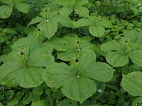 NL, Limburg, Echt-Susteren, Doort 109, Saxifraga-Hans Boll