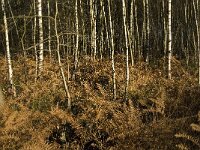 NL, Limburg, Nederweert, Middelste Hout 5, Saxifraga-Jan van der Straaten