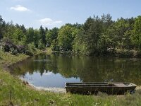 NL, Noord-Brabant, Baarle-Nassau, Hollandsche Bosschen 7, Saxifraga-Jan van der Straaten