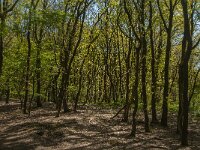 NL, Noord-Brabant, Boxmeer, Vortumse Bergjes 2, Saxifraga-Jan van der Straaten