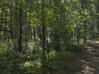 NL, Noord-Brabant, Boxtel, Fransman 2, Saxifraga-Jan van der Straaten