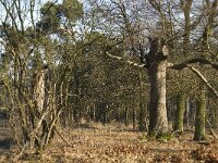 NL, Noord-Brabant, Heeze-Leende, Valkenhorst 2, Saxifraga-Marijke Verhagen