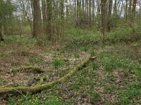 NL, Overijssel, Dinkelland, Achter de Voort 23, Saxifraga-Hans Boll