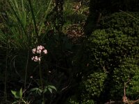 NL, Overijssel, Dinkelland, Agelerbroek 32, Saxifraga-Hans Boll