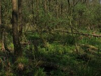 NL, Overijssel, Dinkelland, Agelerbroek 44, Saxifraga-Hans Boll