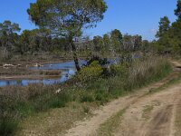 AL, Fier, Lushnje 7, Saxifraga-Hans Boll