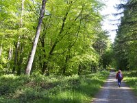 D, Nordrhein-Westfalen, Kranenburg, Reichswald 2, Saxifraga-Tom Heijnen