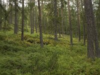 N, Oppland, Sel, Sjoa 2, Saxifraga-Willem van Kruijsbergen