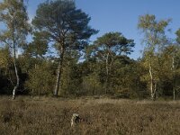 NL, Limburg, Weert, Stramprooierheide 12, Saxifraga-Marijke Verhagen