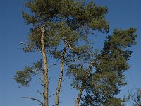 NL, Noord-Brabant, Cranendonck, Hugterheide 2, Saxifraga-Marijke Verhagen