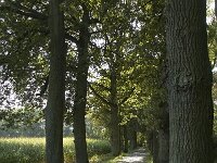 B, Limburg, Maaseik, Toesch 37, Saxifraga-Marijke Verhagen