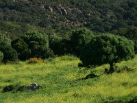 E, Cadiz, Jimena de la Frontera, Alcornocales 3, Saxifraga-Dirk Hilbers