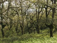 E, Cadiz, Jimena de la Frontera, Alcornocales 53, Saxifraga-Willem van Kruijsbergen