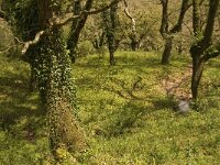 E, Cadiz, Jimena de la Frontera, Alcornocales 57, Saxifraga-Jan van der Straaten