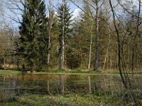 B, Limburg, Peer, Neerhoksent 24, Saxifraga-Jan van der Straaten