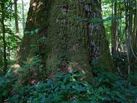 PL, Podlaskie, Bialowieza 7, Saxifraga-Hans Dekker