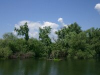 RO, Tulcea, Danube delta 24, Saxifraga-Dirk Hilbers