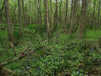 NL, Drenthe, Aa en Hunze, De Heest 8, Saxifraga-Hans Boll