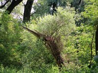 NL, Flevoland, Almere, Wilgenbos 2, Saxifraga-Foto Fitis-Sytske Dijksen