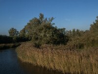 NL, Noord-Brabant, Altena, Doktershoek 7, Saxifraga-Jan van der Straaten