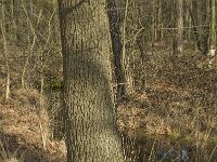 NL, Noord-Brabant, Boxtel, De Geelders 36, Saxifraga-Willem van Kruijsbergen