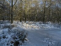 NL, Noord-Brabant, Boxtel, De Geelders 6, Saxifraga-Jan van der Straaten