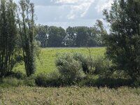 NL, Noord-Brabant, Drimmelen, Gat van Honderd en Dertig 21, Saxifraga-Willem van Kruijsbergen