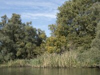 NL, Noord-Brabant, Drimmelen, Gat van de Buisjes 16, Saxifraga-Willem van Kruijsbergen