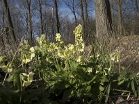 NL, Noord-Brabant, Meierijstad, Wijboschbroek 6, Saxifraga-Willem van Kruijsbergen