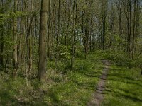 NL, Zuid-Holland, Dordrecht, De Elzen 4, Saxifraga-Marijke Verhagen
