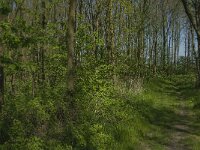 NL, Zuid-Holland, Dordrecht, De Elzen 5, Saxifraga-Marijke Verhagen