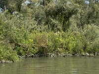 NL, Zuid-Holland, Dordrecht, Doode Kikvorschkil 10, Saxifraga-Willem van Kruijsbergen