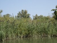 NL, Zuid-Holland, Dordrecht, Zoetemelkskil 6, Saxifraga-Willem van Kruijsbergen