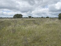 E, Badajoz, Navalvillar de Pela, Moheda Alta 19, Saxifraga-Willem van Kruijsbergen