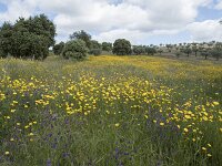 E, Caceres, Monroy, Las Vinas 8, Saxifraga-Willem van Kruijsbergen
