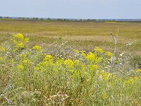 E, Huelva, Almonte, Coto Donana 3, Saxifraga-Theo Verstrael