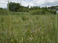 NL, Gelderland, Buren, Tichelgaten 10, Saxifraga-Willem van Kruijsbergen