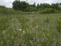 NL, Gelderland, Buren, Tichelgaten 11, Saxifraga-Willem van Kruijsbergen