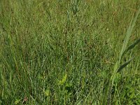 NL, Gelderland, Ede, Bennekomse Meent 25, Saxifraga-Hans Boll