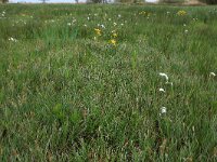 NL, Gelderland, Nijkerk, Arkemheen 8, Saxifraga-Hans Boll