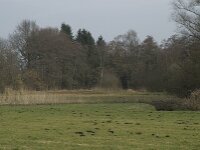 NL, Noord-Brabant, Baarle-Nassau, Baarlebrug 19, Saxifraga-Willem van Kruijsbergen