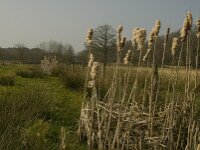 NL, Noord-Brabant, Baarle-Nassau, De Broskens 26, Saxifraga-Marijke Verhagen